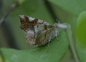Decorated Owlet